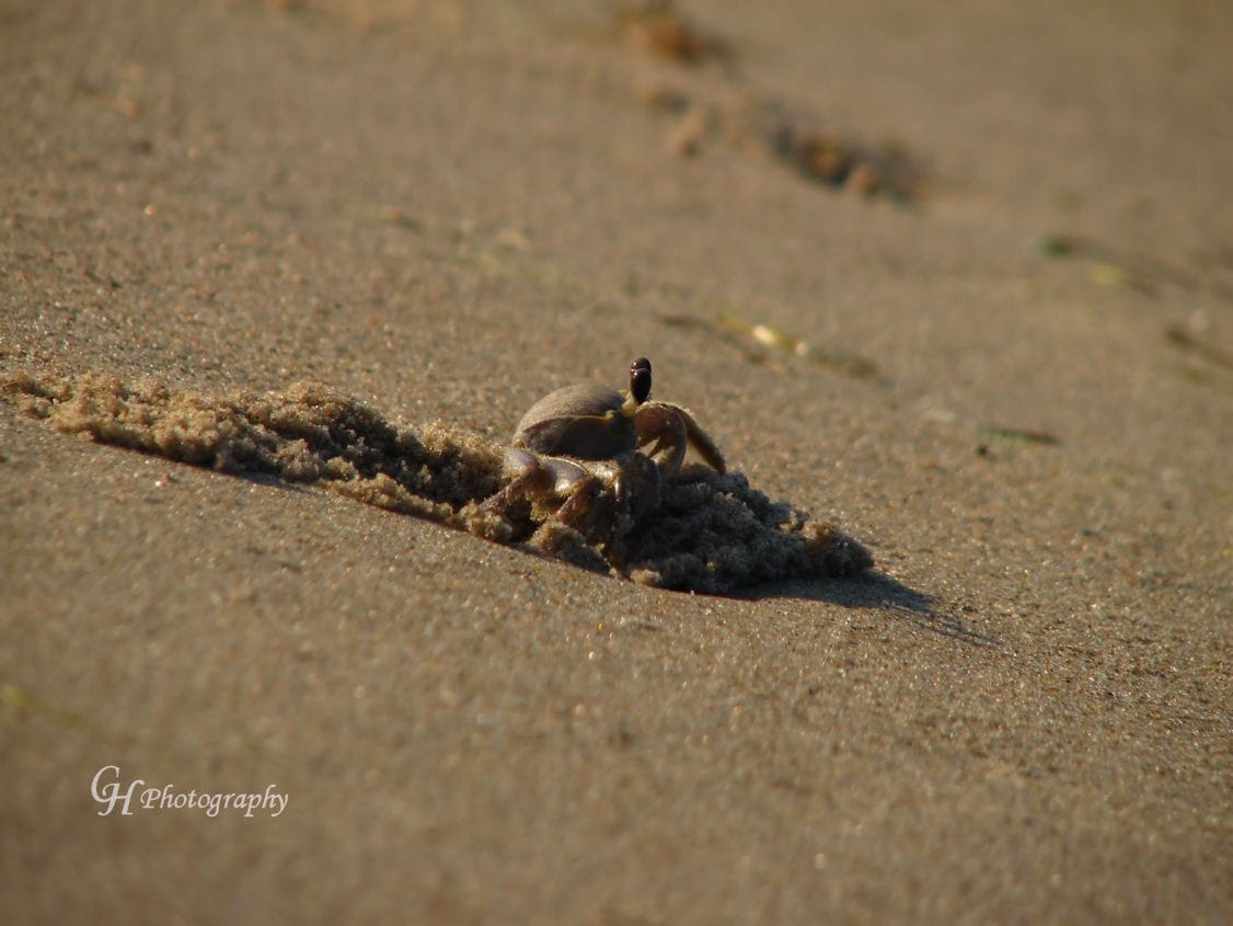 Sand Crab