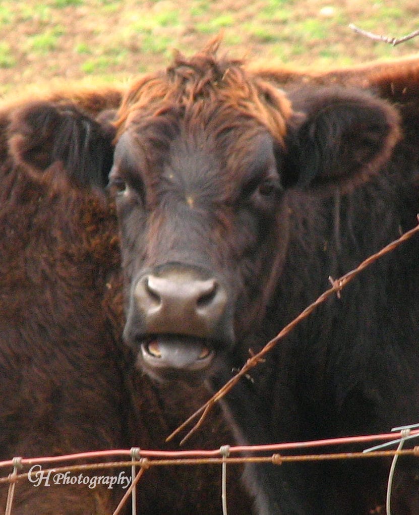 this-is-what-i-think-of-my-close-up1