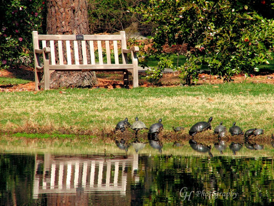 turtle-salutation-to-the-sun