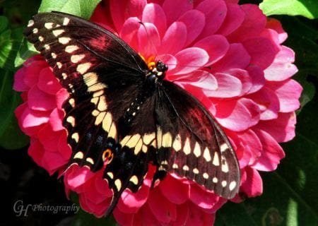 What a Crazy Roller Coaster