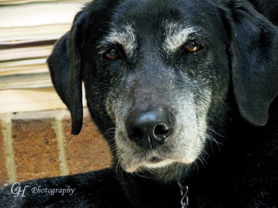 And sometimes, Old Dogs get tired….