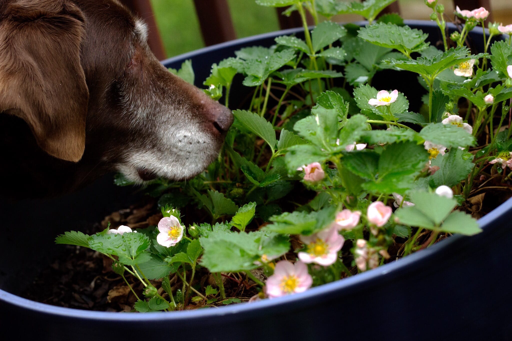Annie's Strawberries