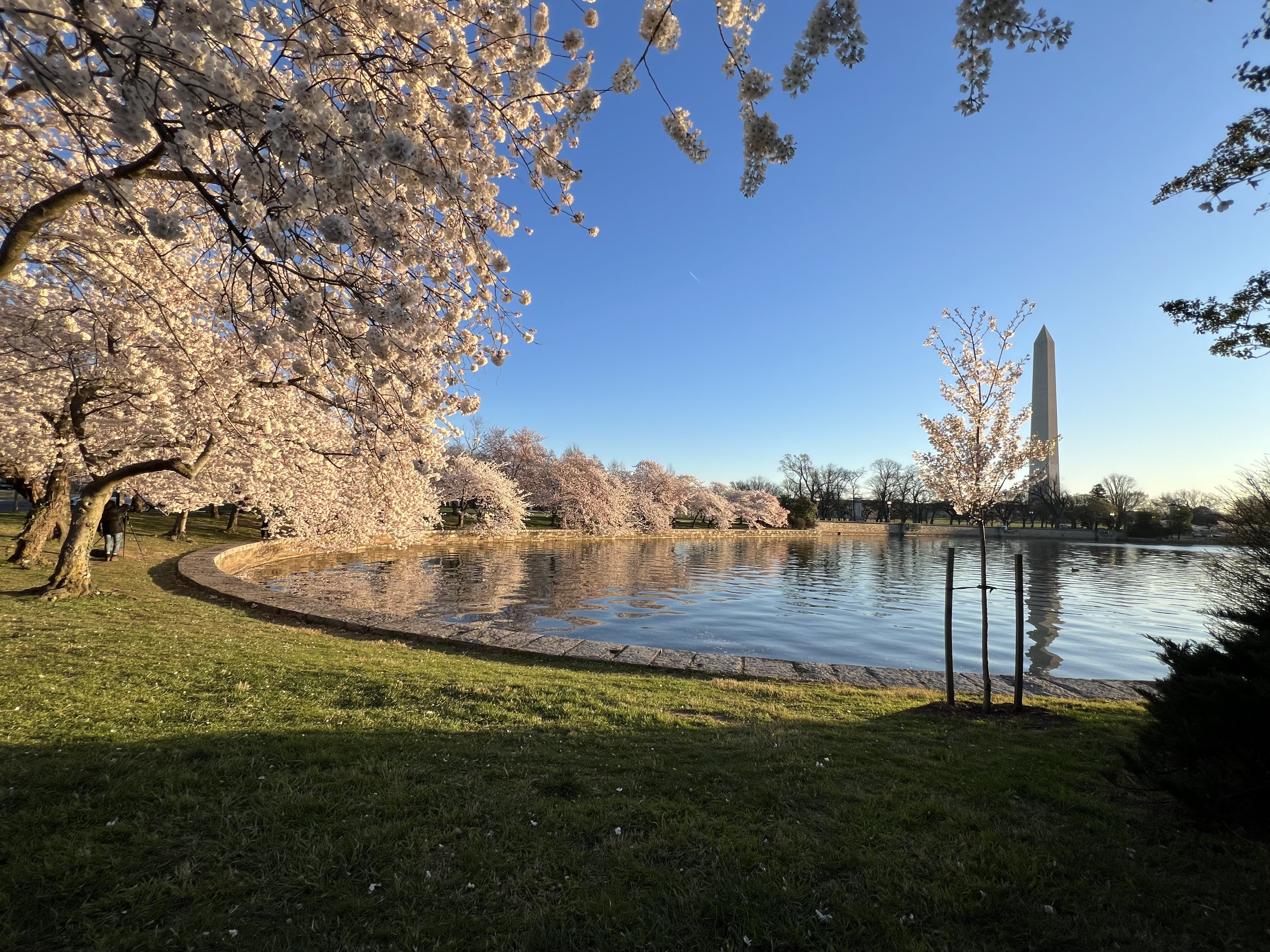 Cherry trees in bloom around the Washington monument in Washington DC
