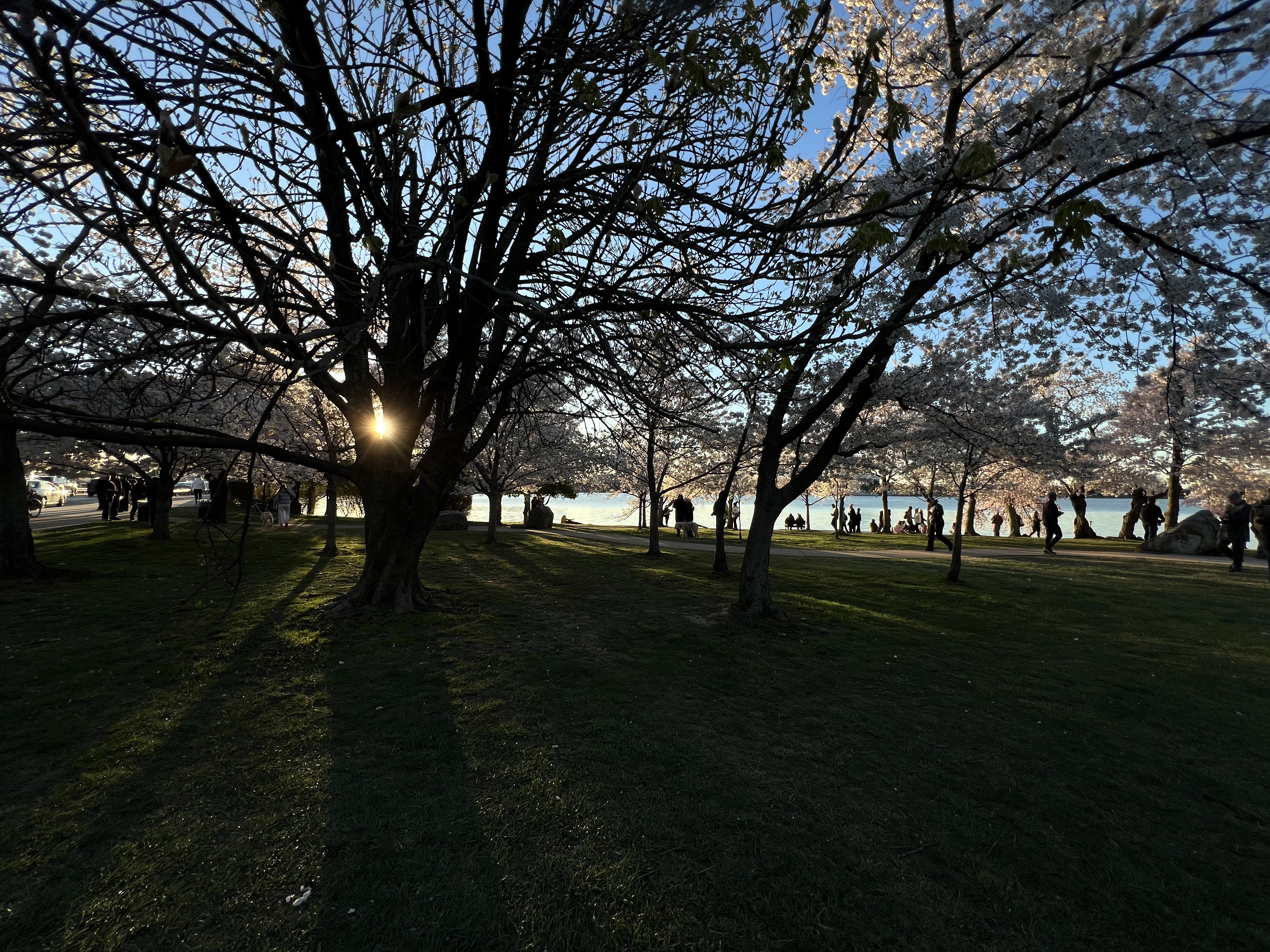 Tourists in shadow walking beneath Cherry blossom trees in Bloom along the Tidal basin in Washington DC