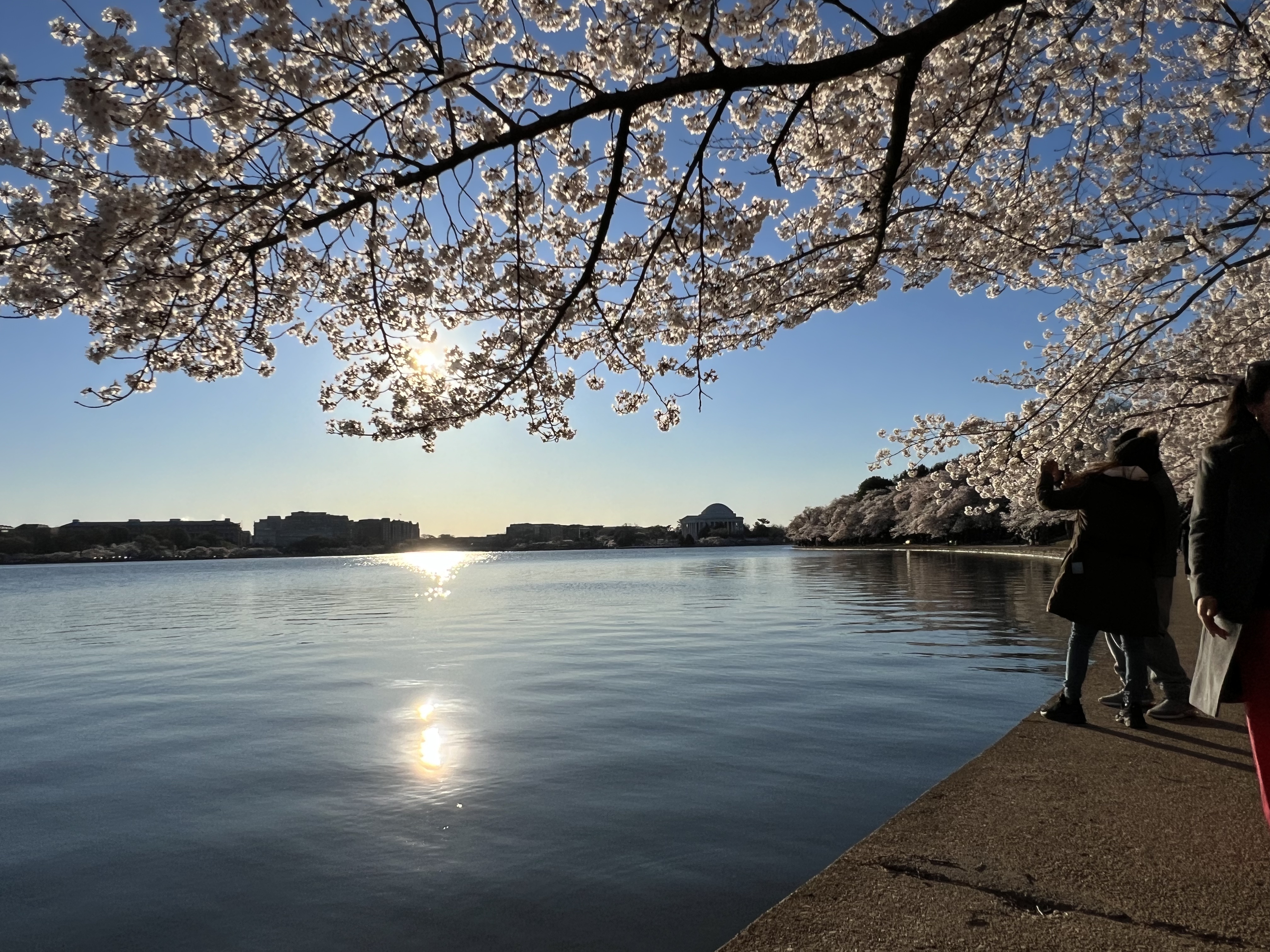 People taking photos of Cherry Blossoms in bloom in Washington DC with Jefferson Memorial in the distance.